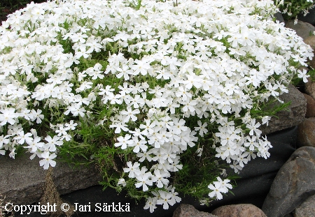 Phlox subulata 'Sanni'